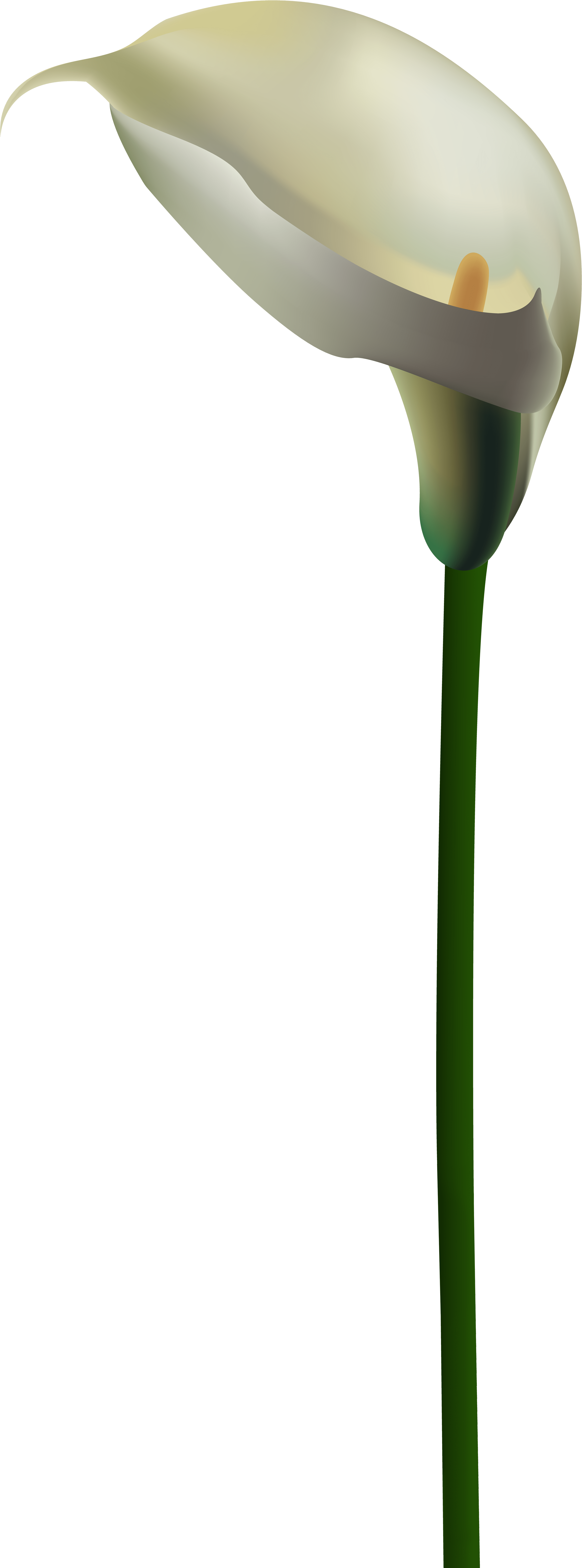 Calla Lily Flower Transparent Png Clip Art Image Gallery (3332x8000), Png Download