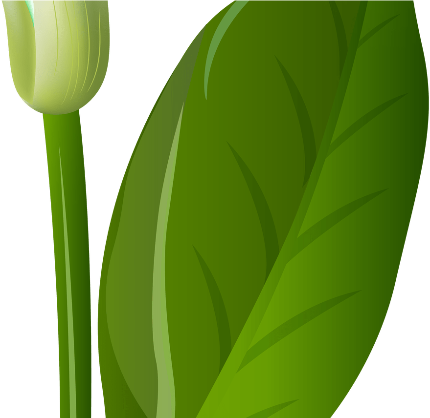 Calla Lilly Clip Art World Wide Clip Art Website - Clip Art - Png Download (1368x855), Png Download