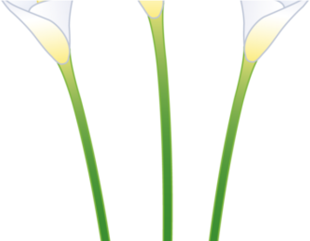 Easter Flower Clipart Calla Lily - Drawing - Png Download (640x480), Png Download