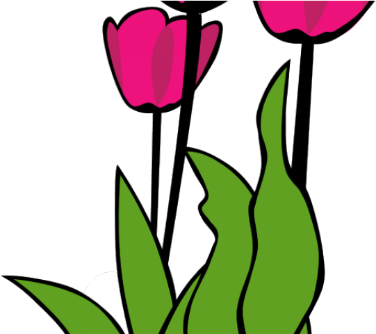 Calla Lily Clipart Altar Flower Tulip Clip Art Png Download