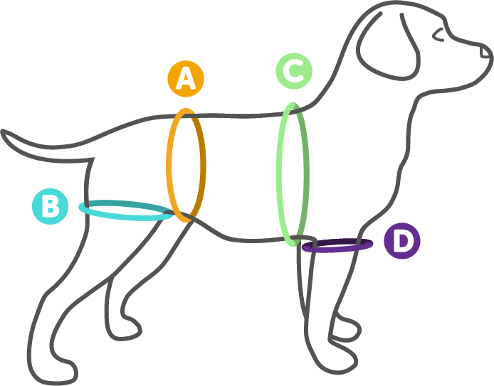 A - Dog Catches Something Clipart (694x543), Png Download