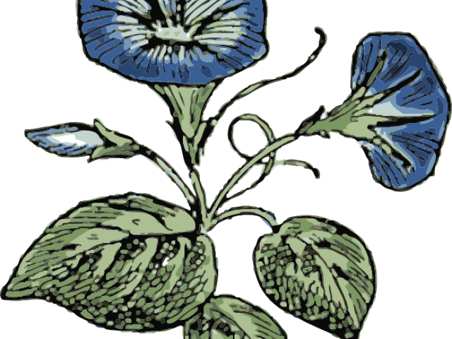 Morning Glory Clipart Vegetable - Boss Day Gift Tag - Png Download (640x480), Png Download