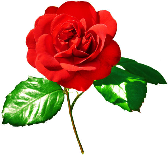 Rose Image Red Rose - Red Rose With Leaves Png Clipart (627x596), Png Download