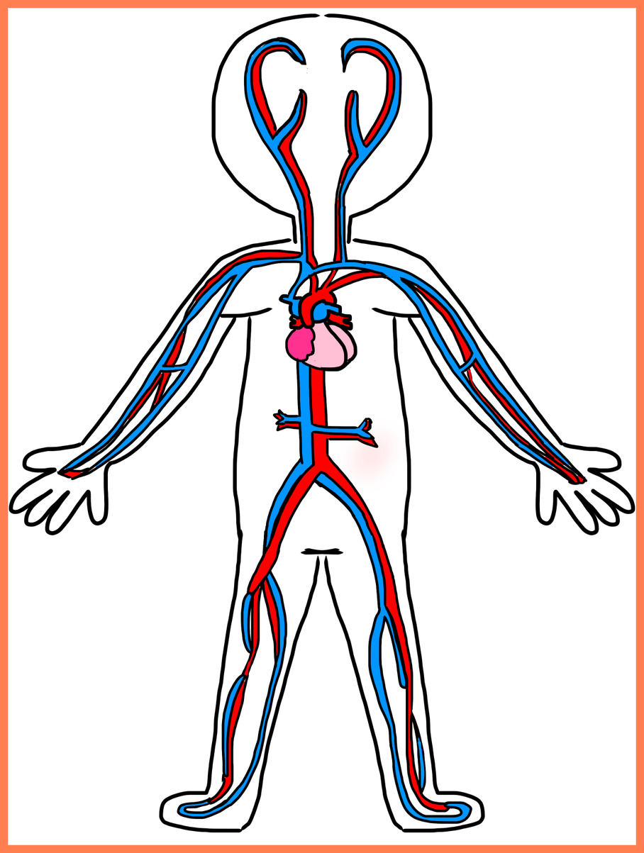 Picture Transparent Download Unbelievable Circulatory Clipart (908x1203), Png Download