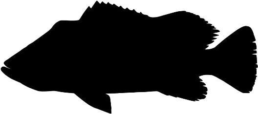 Peacock - Peacock Bass Black And White Clipart (570x570), Png Download