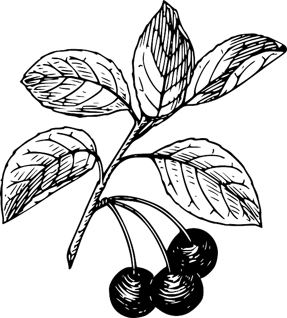 Free Pictures Plant - Cherry Clip Art - Png Download (577x640), Png Download