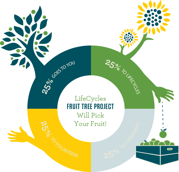 Fruit-distribution Clipart (600x579), Png Download