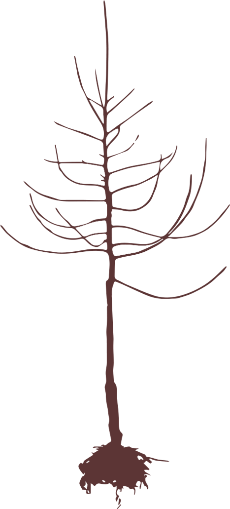 Apple Trees Every Year Clipart (467x1050), Png Download