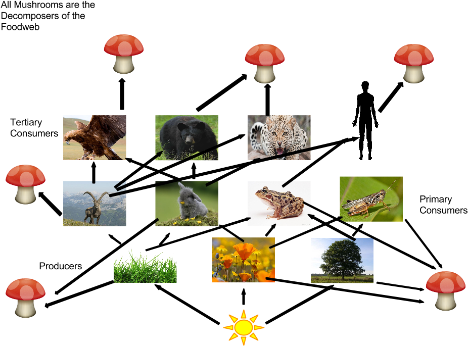 The Alpine Ibex - Agaricaceae Clipart (960x720), Png Download