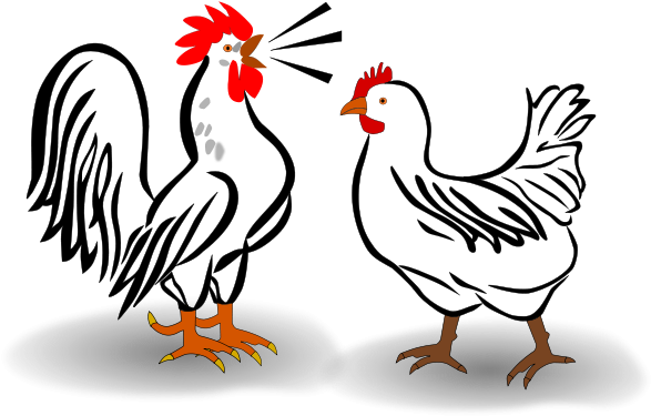 Rooster And Hen Shower Curtain Clipart (800x566), Png Download