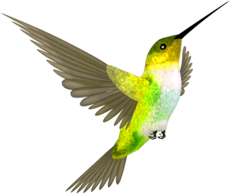 Hummingbird Png Clipart (800x800), Png Download