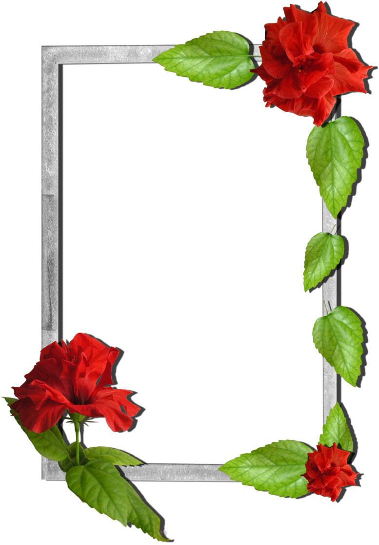 Flowers Frame Borders And Frames, Nature Plants, Frame Clipart (800x1132), Png Download