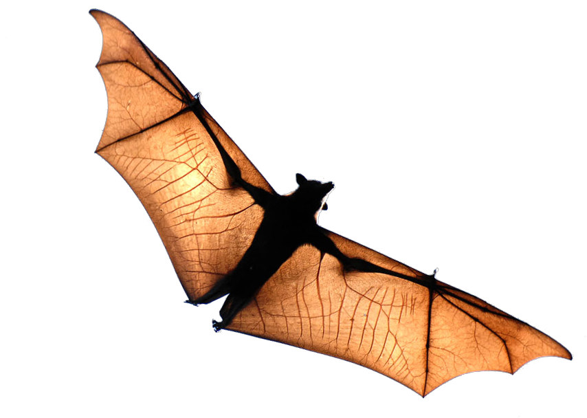 Flying Bat Clipart (914x733), Png Download