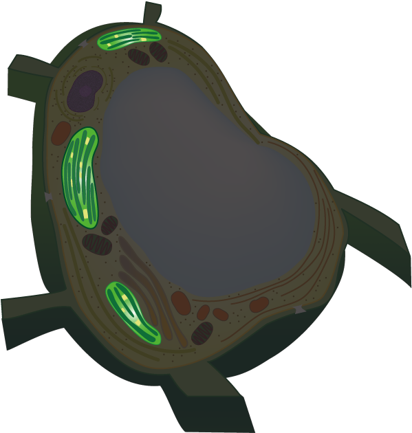 Move A Cursor On Each Organelle To Show A Fluorescence - Vacuoles Transparent Clipart (605x636), Png Download