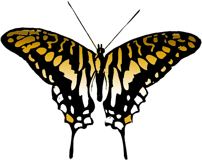 Butterfly Clipart - - Supplier Generic Exotic Butterflies 1866 Ucalegon Et - Png Download (709x566), Png Download