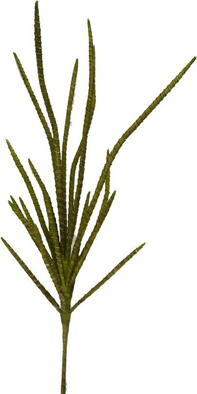Green Willow Bamboo Bush - Bamboo Clipart (425x817), Png Download