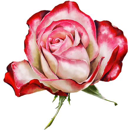 Roses And Flowers - Flower Clipart (618x561), Png Download