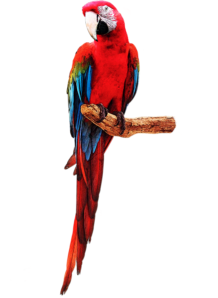 Bonuscursos - Com - Red-and-green Macaw Clipart (800x1172), Png Download