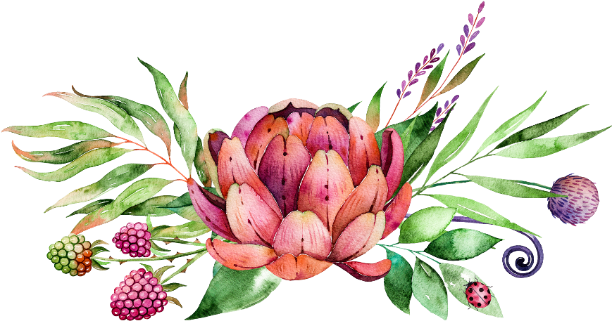 Protea Flower Png Clipart Full Size Clipart 1951995 Pinclipart