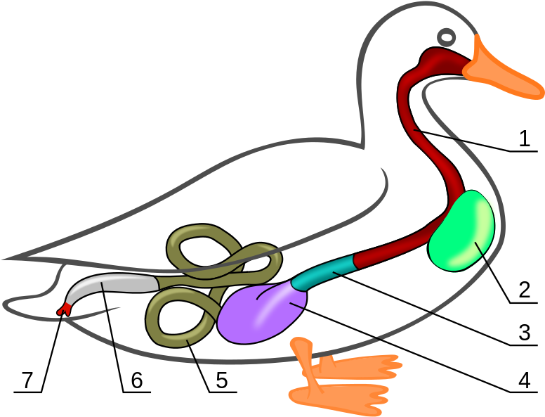 314 × 240 Pixels - Anatomy Of Mallard Duck Clipart - Full Size Clipart
