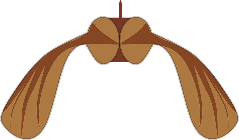 Free Vector Graphic - Sycamore Seed Clipart - Png Download (960x562), Png Download