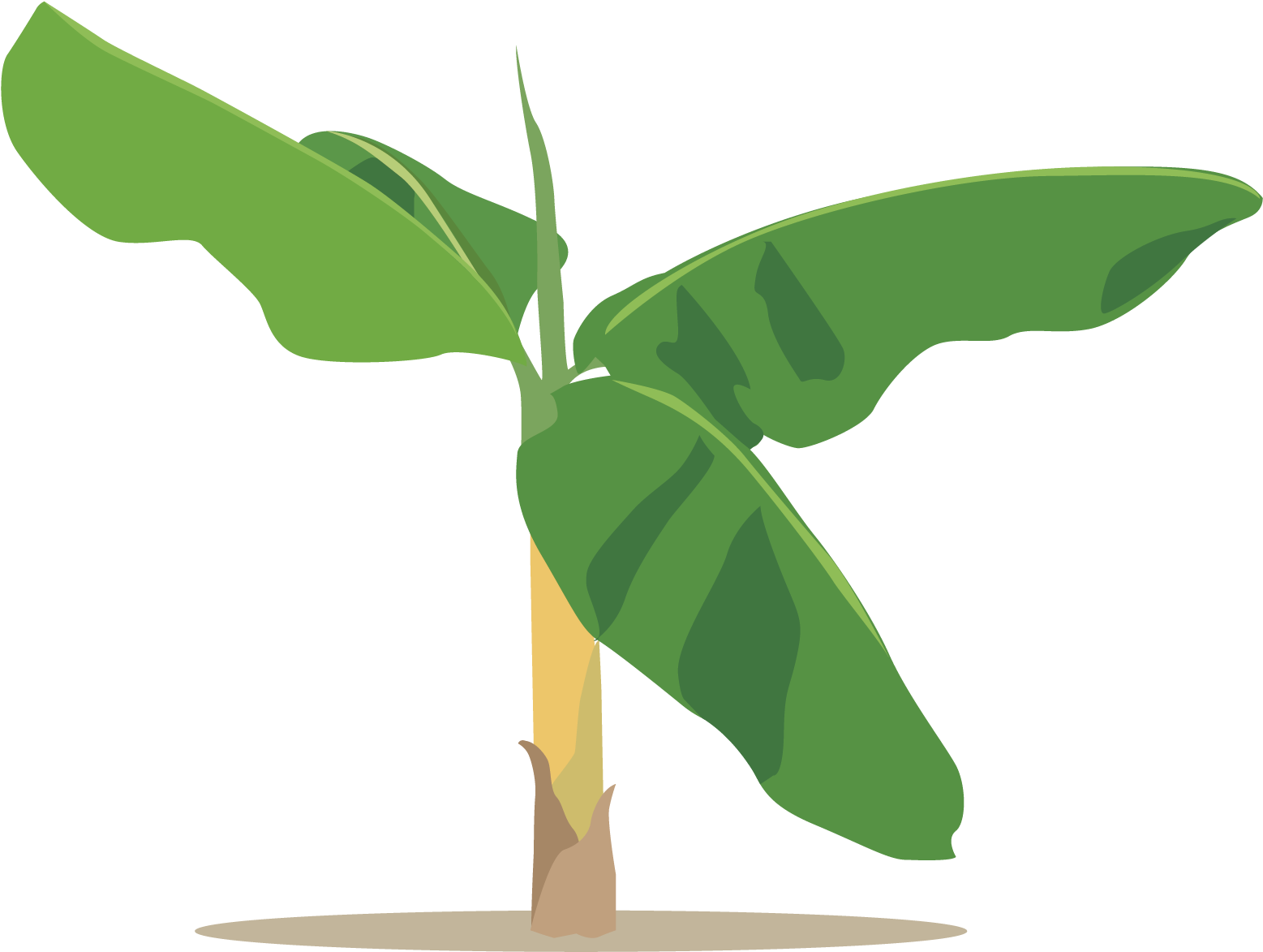 Lgallp Cacao, Sketches, Dibujo - Illustration Clipart (1650x1275), Png Download