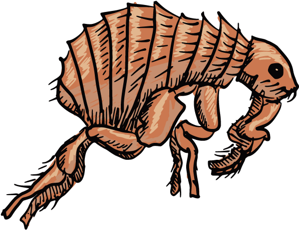 Black Death Insect Transprent Png - Clip Art Black Death Transparent Png (692x780), Png Download