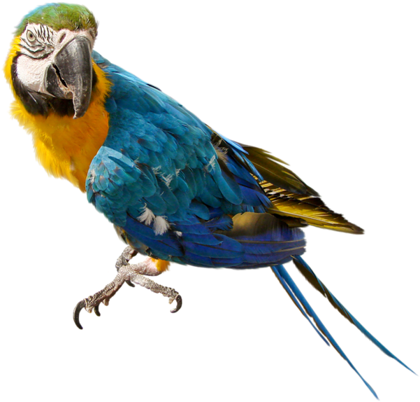 0, - Parrot Transparent Png Clipart (600x581), Png Download