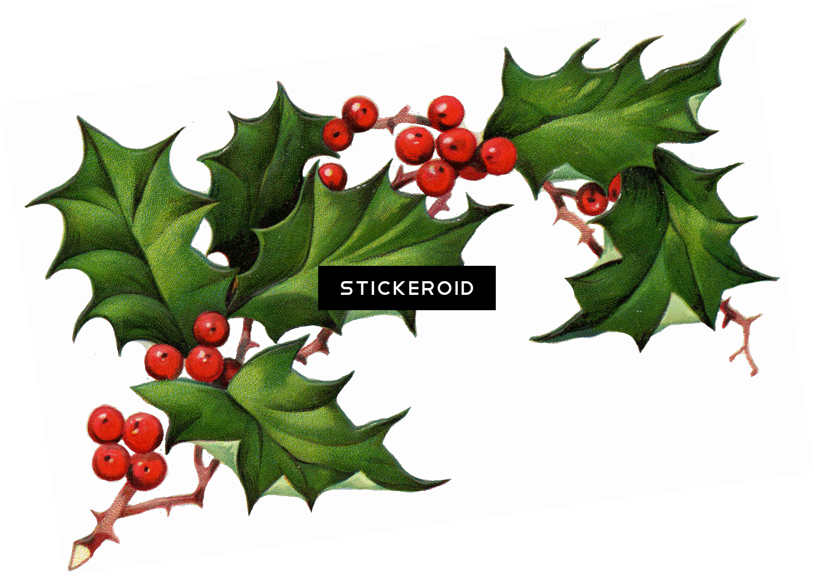 Christmas Elements - Real Christmas Holly Transparent Clipart (1650x1168), Png Download