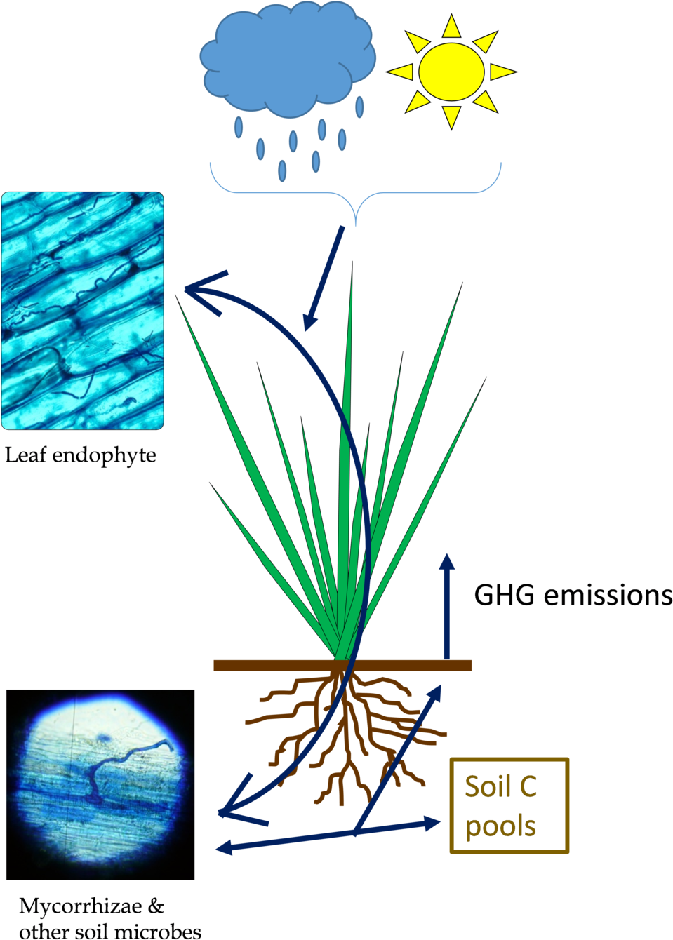 Effects Of A Fungal Endophyte Symbiosis On Managed - Neotyphodium Coenophialum Clipart (1000x1365), Png Download
