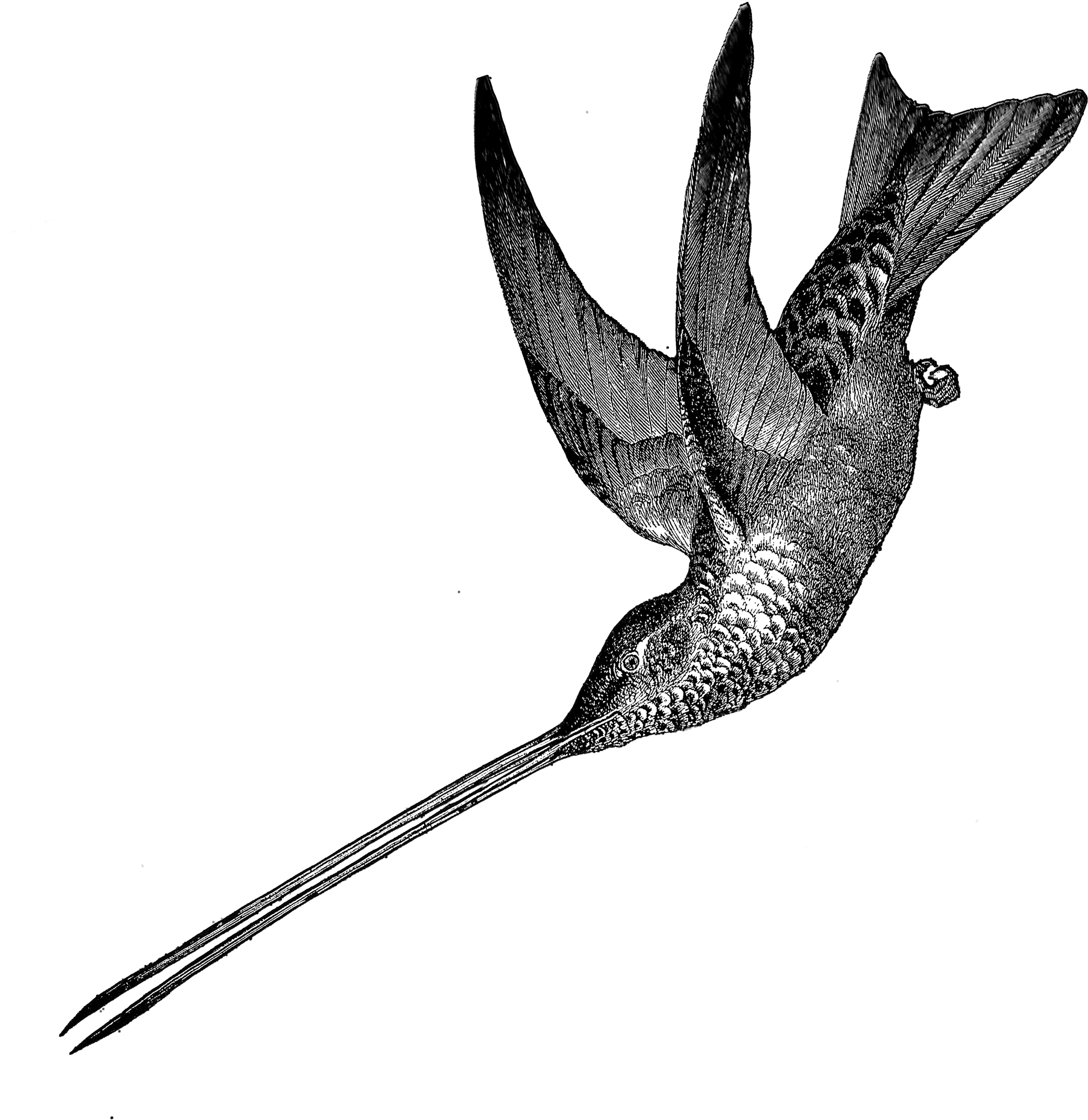 1881 Hummingbird Free Vintage Clip Art➢ Download Images - Fairy Teases Hummingbird Throw Blanket - Png Download (2550x3300), Png Download