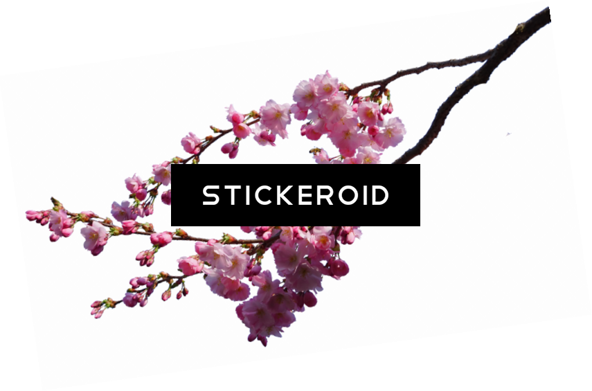 Cherry Blossom Flower - Cherry Blossom Clipart (855x565), Png Download