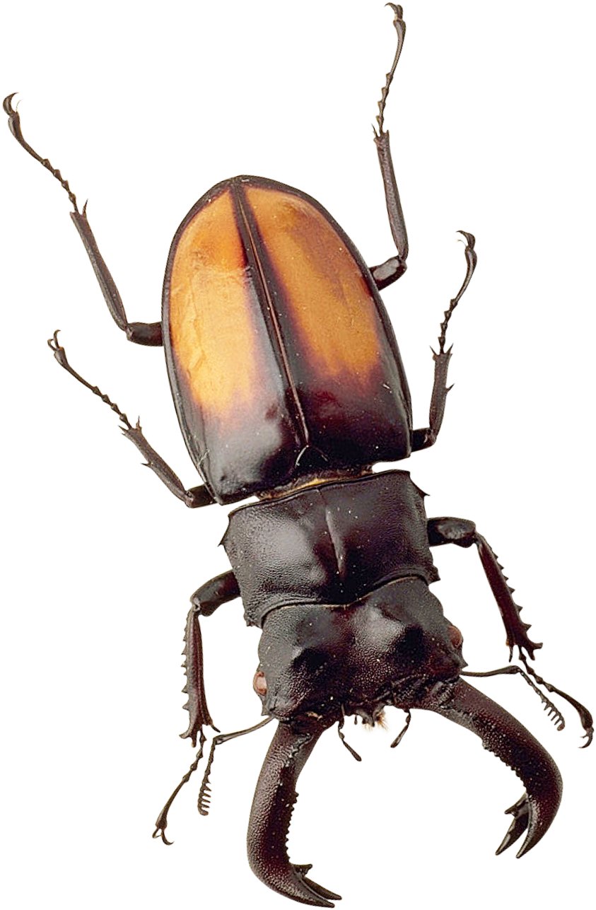 Clip Art Images - Png Download (500x718), Png Download