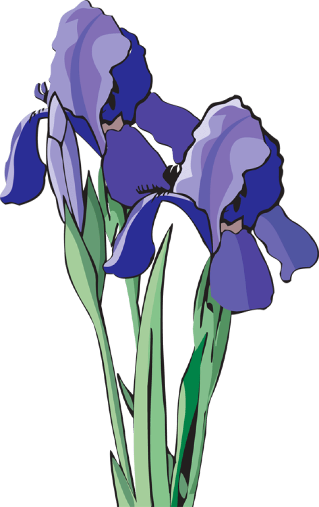 Iris Clipart - Png Download (639x1014), Png Download