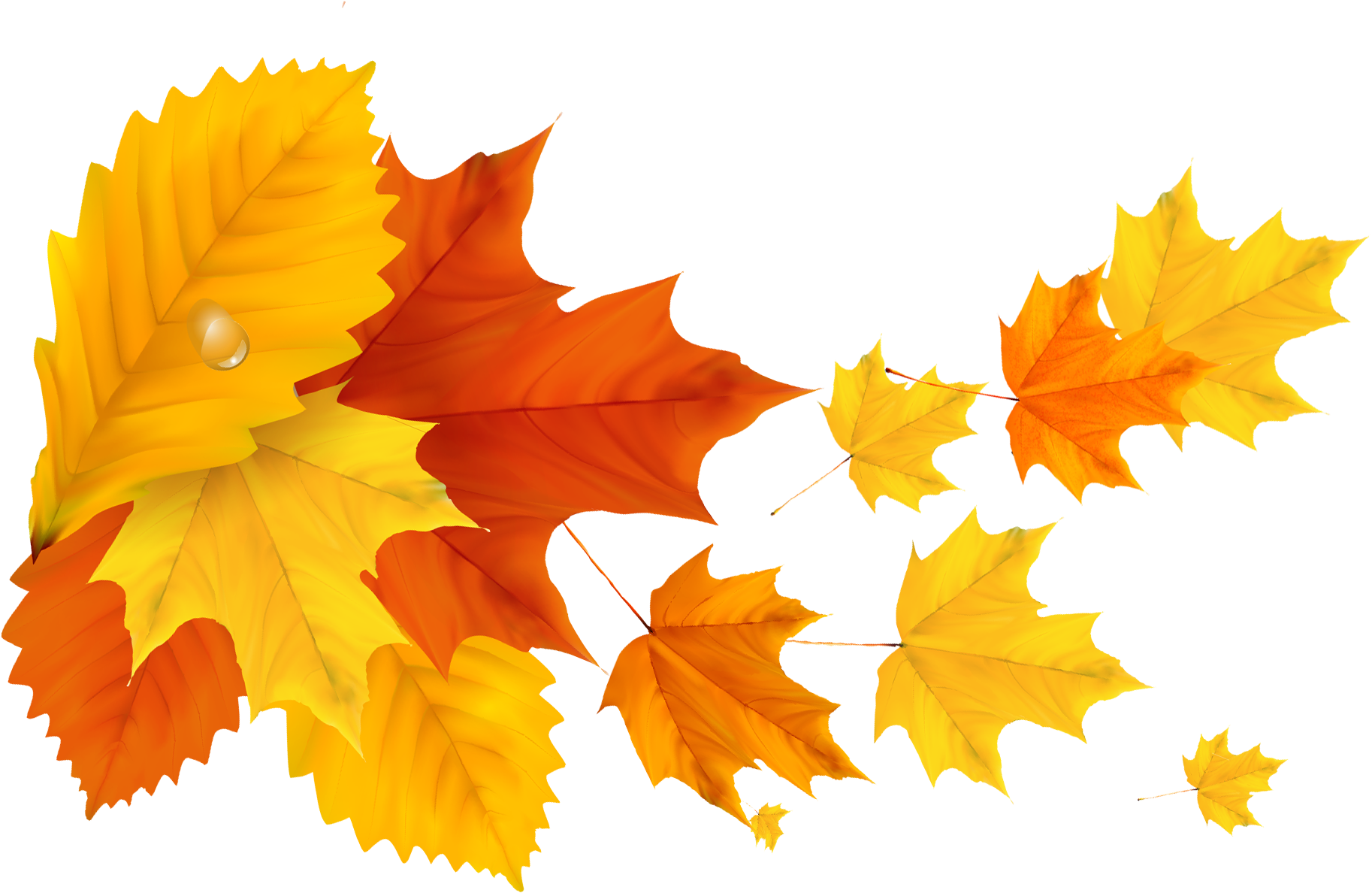 Download Yellow Orange Fall Leafs Png Clipart Picture Maple Leaf Png