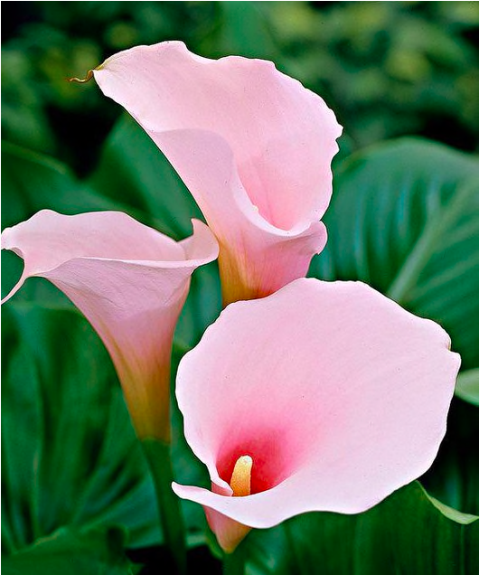 Calla Lily Flower Plant Seeds 200 Pcs Clipart (800x800), Png Download