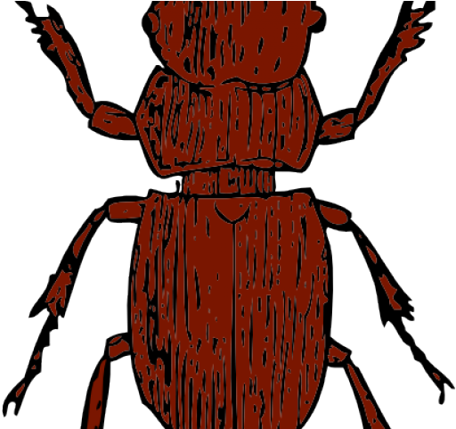 Beetle Clipart Stag Beetle - Beetles Clipart - Png Download (640x480), Png Download