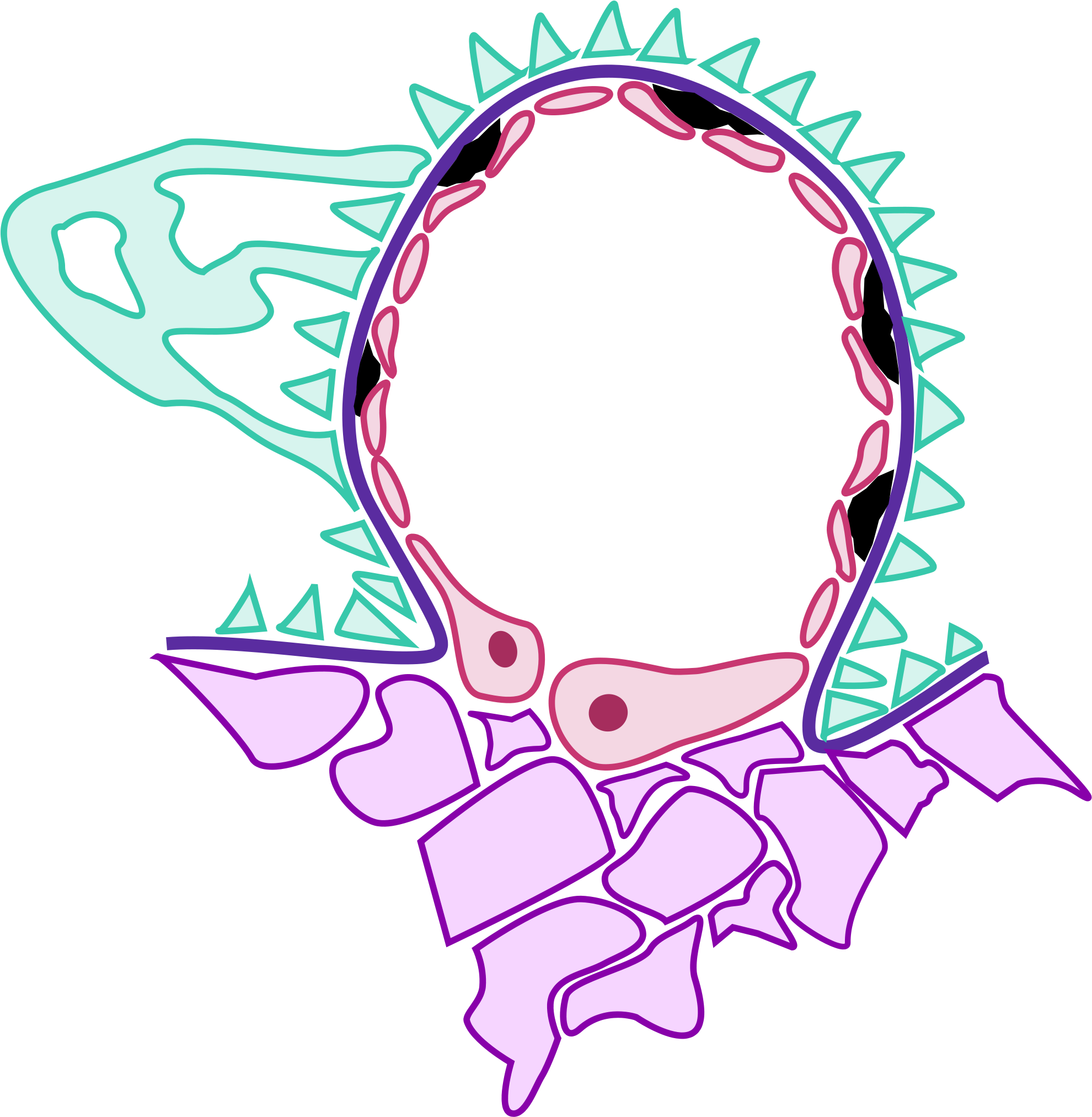 Clip Black And White Library File Sle Nephritis Pathology - Png Download (2000x2048), Png Download