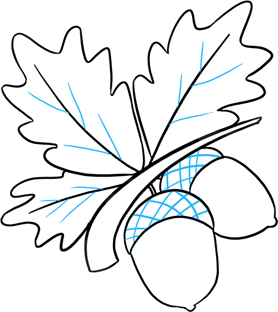 How To Draw Acorns - Drawing Clipart (680x678), Png Download