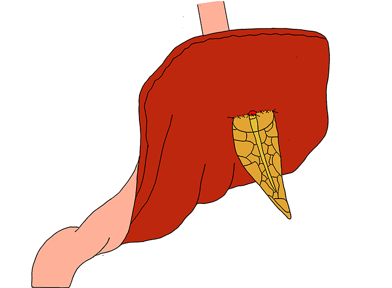 Are Now Circumferentially Placed Between The Main Pancreatic - Mucous Membrane Clipart (800x800), Png Download