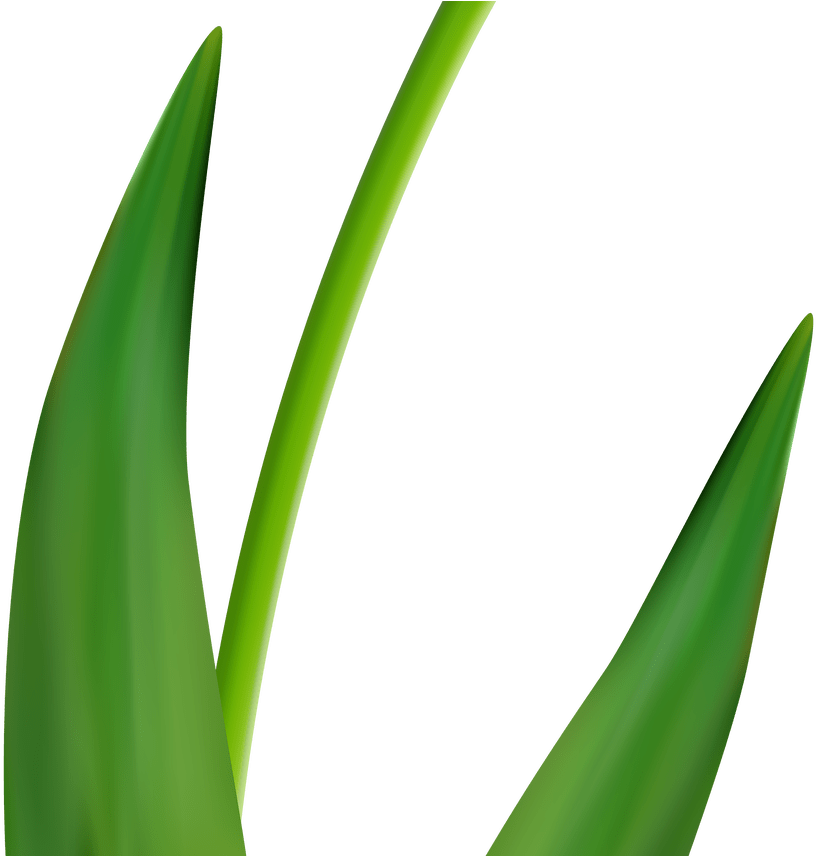 Free Flower Clip Art Tulips Clipart & Vector Design - Flower - Png Download (1368x855), Png Download