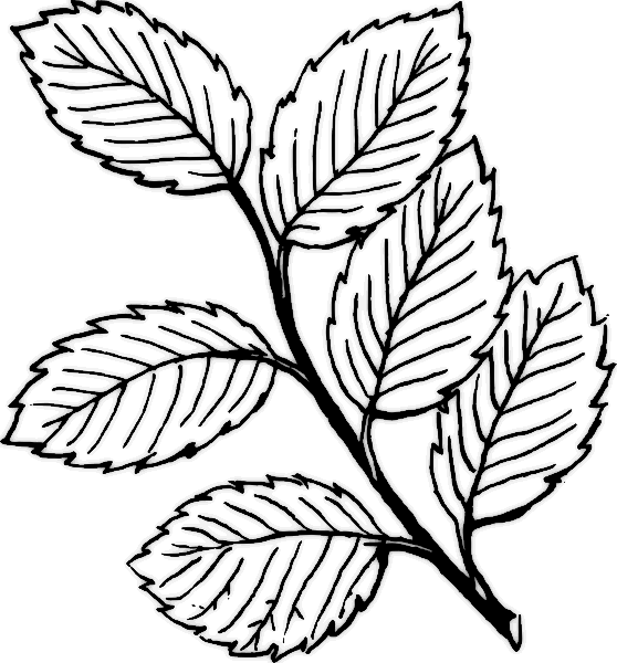 Miranda Lambert Buzz - Drawings Of Rose Leaves Clipart (558x600), Png Download