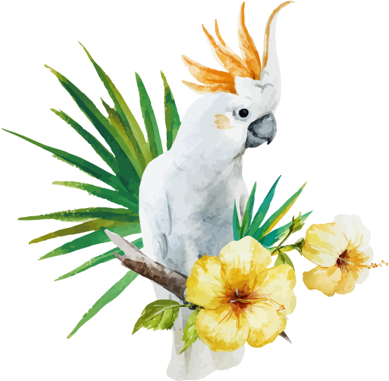 White Parrot - White Australian Parrot Vector Clipart (600x600), Png Download