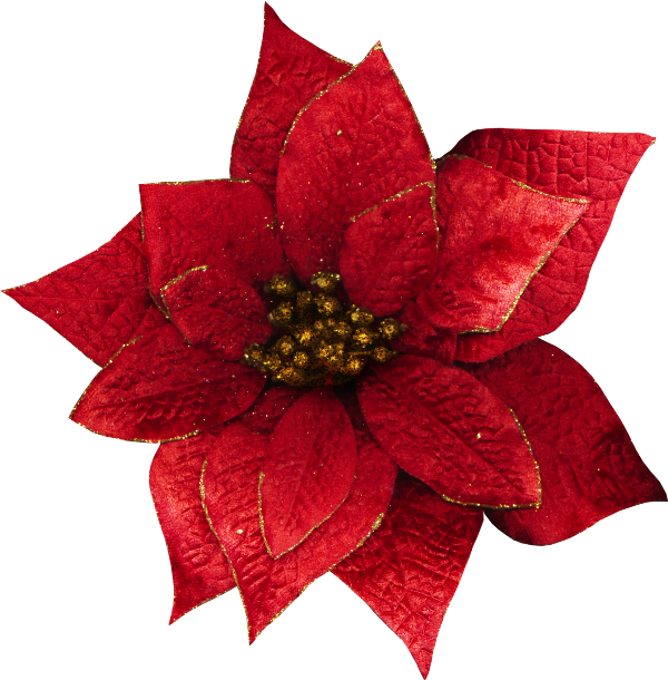Clip Art - Transparent Christmas Flowers - Png Download (600x610), Png Download