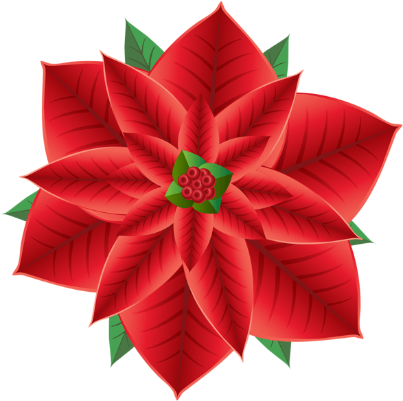 Poinsettia Clipart Transparent Png (600x597), Png Download