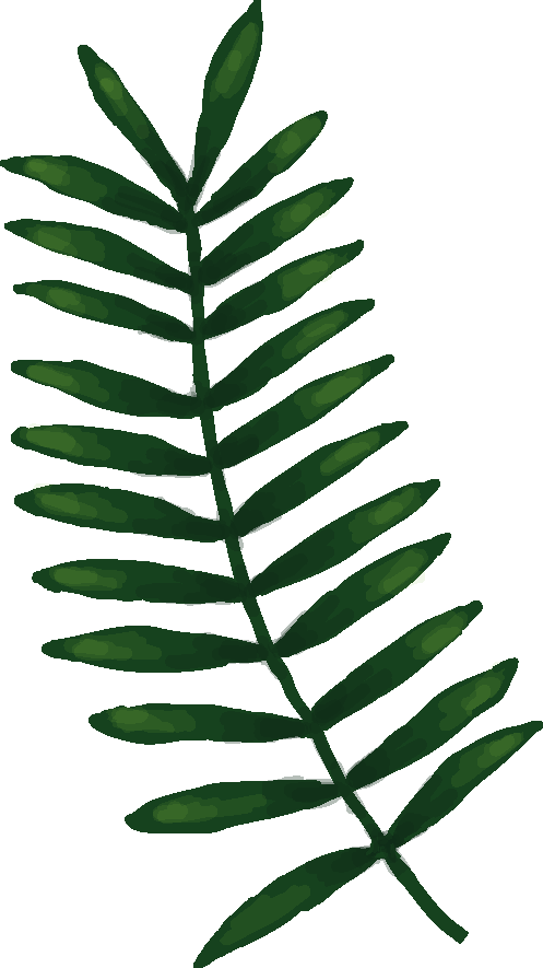 The Bean Basket - Sorbus Clipart (497x885), Png Download