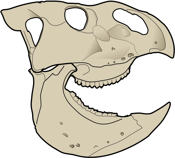 File - Udanoceratops Skull - Svg - Udanoceratops Skull Clipart (660x565), Png Download