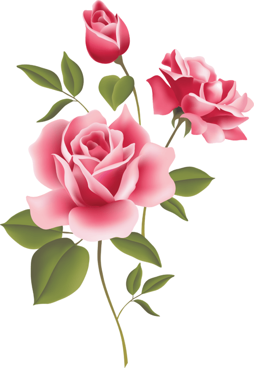 3d Rose Live Clipart Download - Transparent Pink Roses Border - Png Download (519x750), Png Download