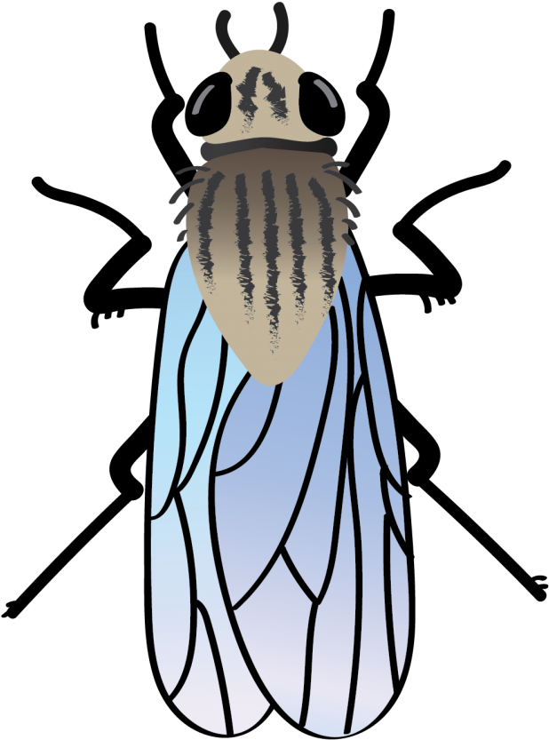 Onion Maggot-01 - Beetle Clipart (1024x982), Png Download
