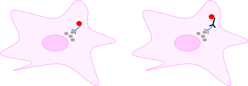Direct Vs Indirect Detection - Immunofluorescence Clipart (978x340), Png Download